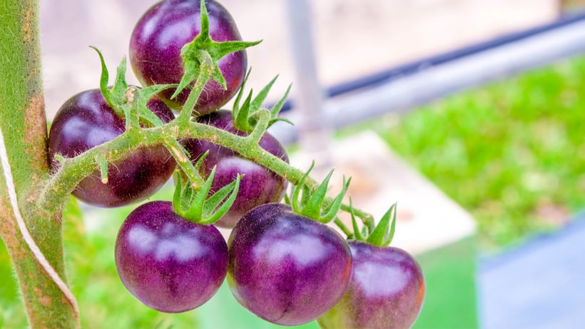 GM Foods in Australia - Purple Tomato