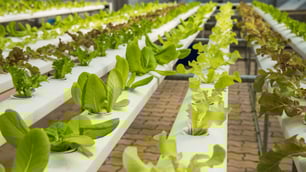 Indoor Farming and Food Safety: FAO Global Review