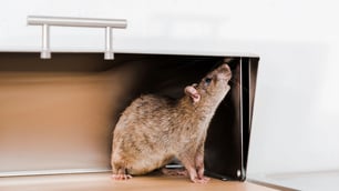 Queensland Residents Hospitalised After Consuming Rat Poison