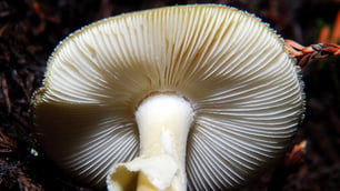 Be Careful of Death Cap Mushrooms