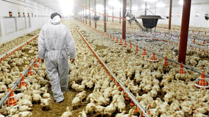 Researchers Develop Test to Find Campylobacter in Chicken Flocks