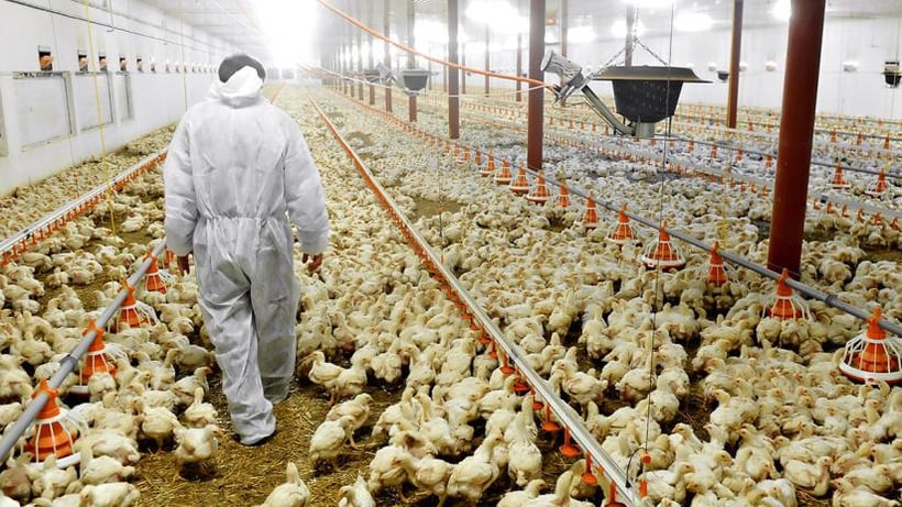 Researchers Develop Test to Find Campylobacter in Chicken Flocks