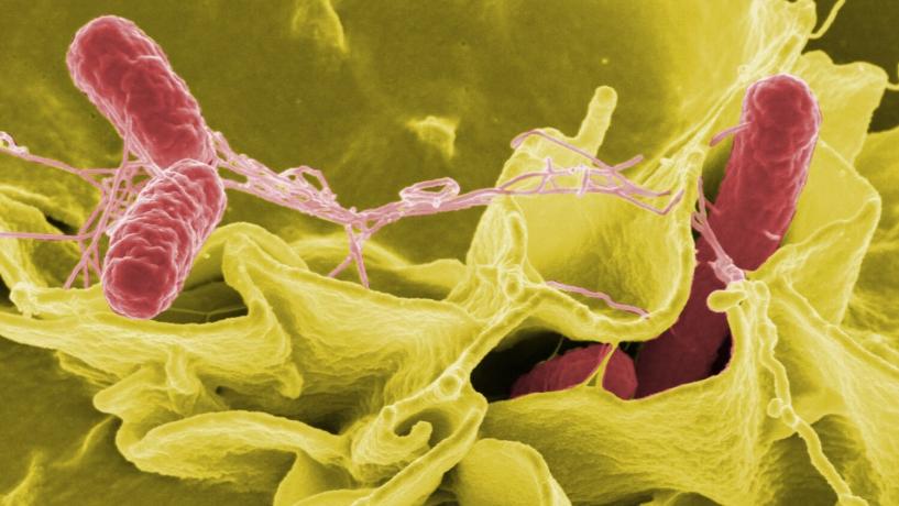 Everything you Need to Know About Salmonella