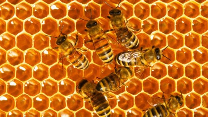 How Safe is Australian Honey?