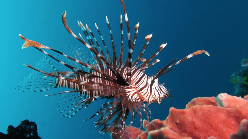 Lionfish May Contain Ciguatoxins