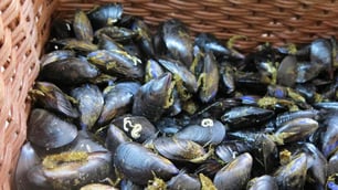The Natural Danger of Mussels