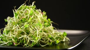 What Modern Consumers Need to Understand About Sprouts