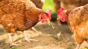 Study Finds Chicken Genes Potentially Resistant to Campylobacter