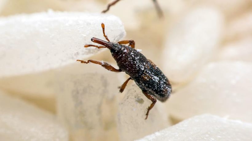 How to Keep Your Dried Goods Safe From Weevils