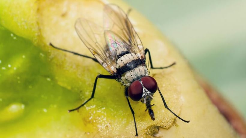 How to Keep Flies Out of Your Food Business