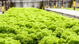 Can Alternative Growing Methods Reduce the Risk of E. coli?