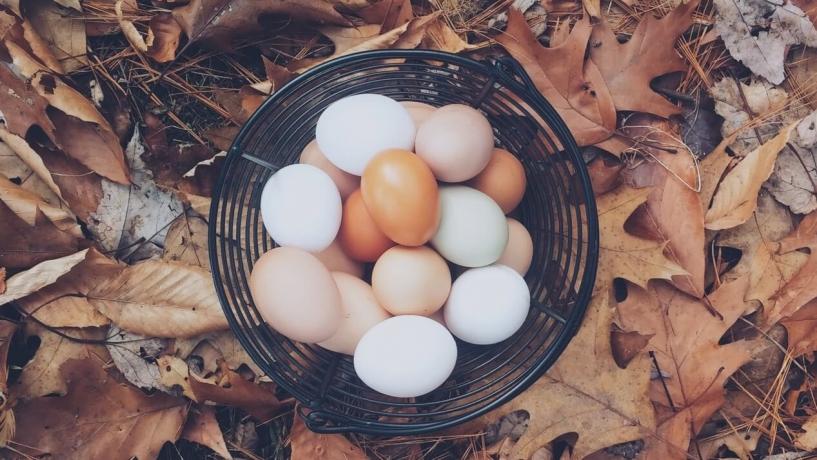 Practising Smart Food Safety with Eggs