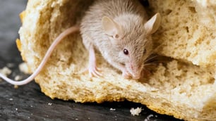 How to Prevent a Rodent Problem in Your Food Business
