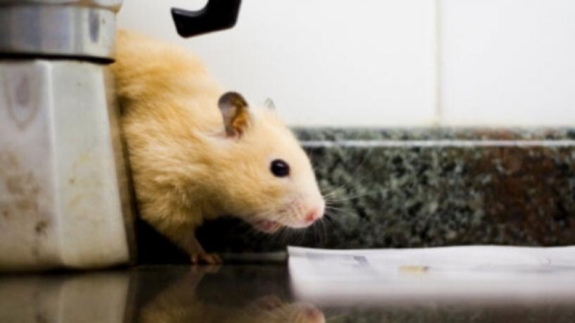 How to Keep Pests Out of Your Commercial Kitchen